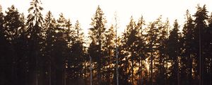 Preview wallpaper trees, forest, nature, light