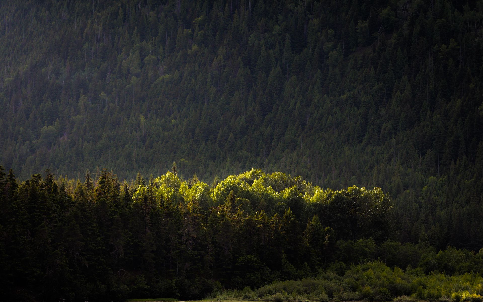 1920x1200 Wallpaper trees, forest, nature, green