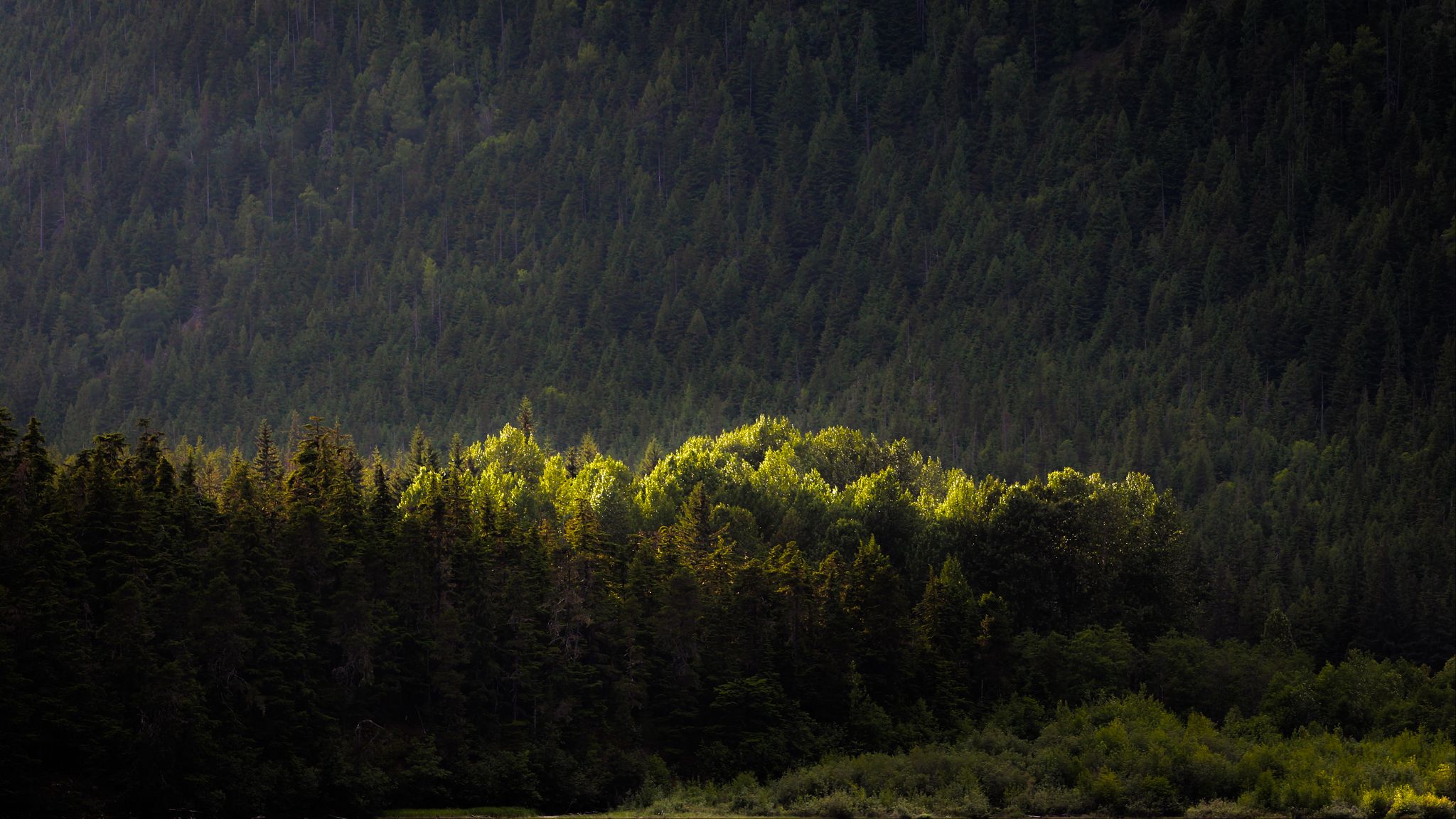 2048x1152 Wallpaper trees, forest, nature, green