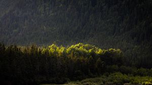 Preview wallpaper trees, forest, nature, green