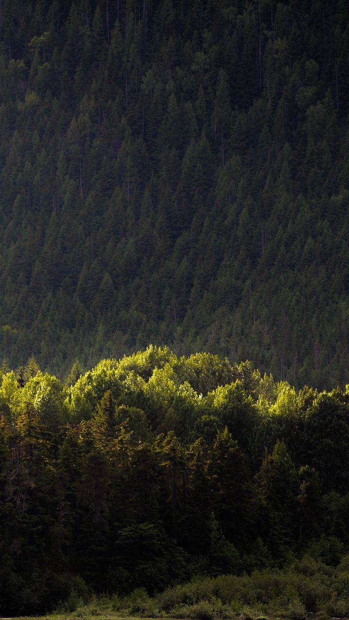 720x1280 Wallpaper trees, forest, nature, green