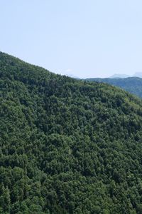 Preview wallpaper trees, forest, nature, hills