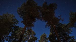 Preview wallpaper trees, forest, night, sky, stars