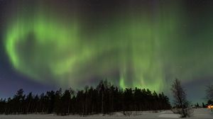 Preview wallpaper trees, forest, northern lights, night