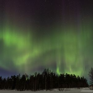 Preview wallpaper trees, forest, northern lights, night