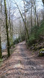 Preview wallpaper trees, forest, path, nature