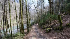 Preview wallpaper trees, forest, path, nature