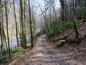 Preview wallpaper trees, forest, path, nature