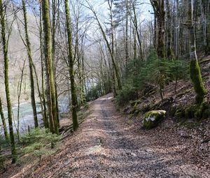 Preview wallpaper trees, forest, path, nature