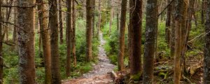 Preview wallpaper trees, forest, path