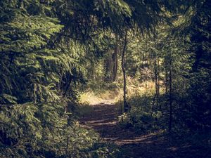 Preview wallpaper trees, forest, path, nature, landscape