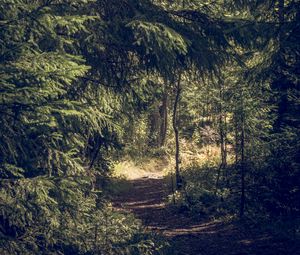 Preview wallpaper trees, forest, path, nature, landscape