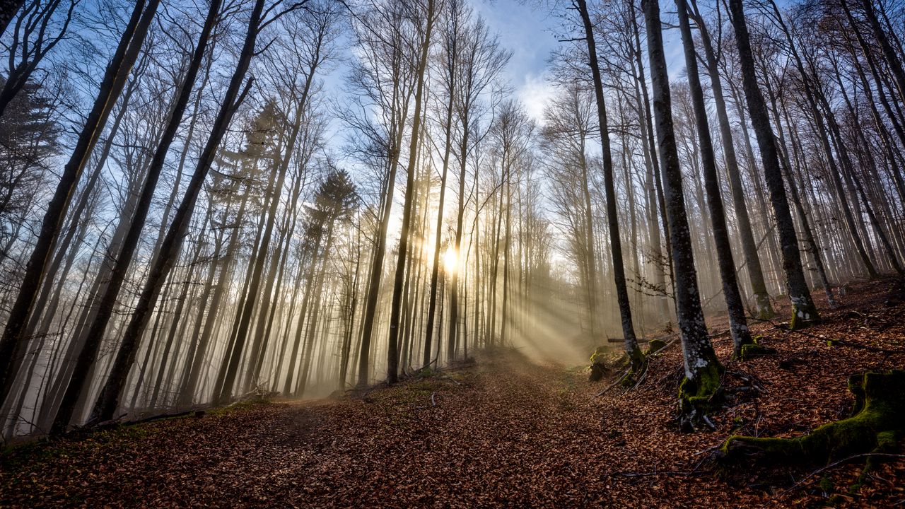 Wallpaper trees, forest, path, leaves, sunshine, nature