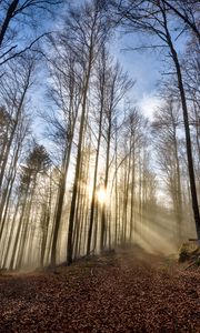 Preview wallpaper trees, forest, path, leaves, sunshine, nature