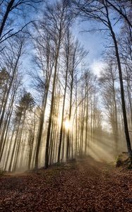 Preview wallpaper trees, forest, path, leaves, sunshine, nature