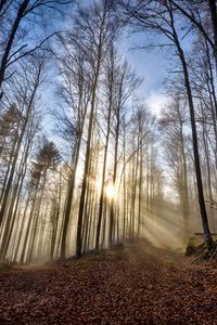 Preview wallpaper trees, forest, path, leaves, sunshine, nature