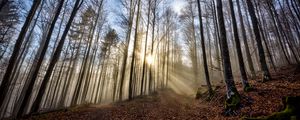 Preview wallpaper trees, forest, path, leaves, sunshine, nature