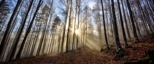 Preview wallpaper trees, forest, path, leaves, sunshine, nature