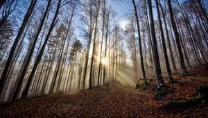 Preview wallpaper trees, forest, path, leaves, sunshine, nature