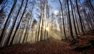 Preview wallpaper trees, forest, path, leaves, sunshine, nature