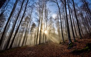 Preview wallpaper trees, forest, path, leaves, sunshine, nature