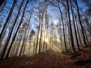 Preview wallpaper trees, forest, path, leaves, sunshine, nature