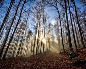 Preview wallpaper trees, forest, path, leaves, sunshine, nature