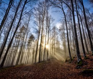 Preview wallpaper trees, forest, path, leaves, sunshine, nature