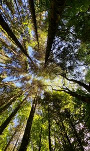 Preview wallpaper trees, forest, pine, bottom view, sky