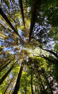 Preview wallpaper trees, forest, pine, bottom view, sky