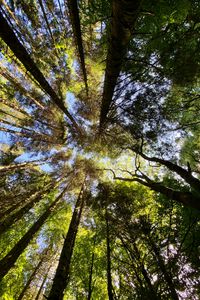 Preview wallpaper trees, forest, pine, bottom view, sky