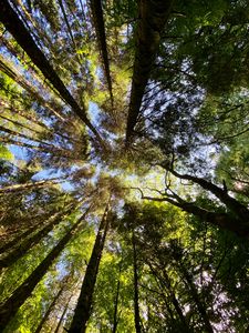 Preview wallpaper trees, forest, pine, bottom view, sky