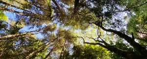 Preview wallpaper trees, forest, pine, bottom view, sky