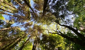 Preview wallpaper trees, forest, pine, bottom view, sky