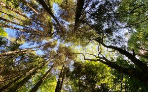 Preview wallpaper trees, forest, pine, bottom view, sky