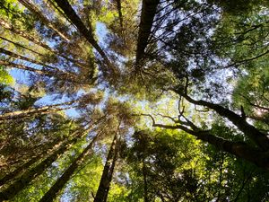 Preview wallpaper trees, forest, pine, bottom view, sky