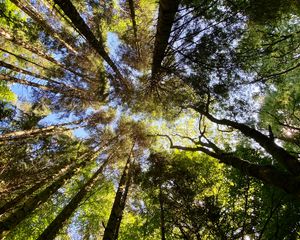 Preview wallpaper trees, forest, pine, bottom view, sky