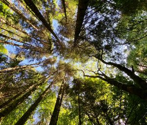 Preview wallpaper trees, forest, pine, bottom view, sky