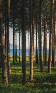 Preview wallpaper trees, forest, pines, grass, river