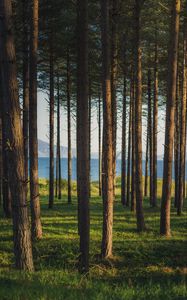 Preview wallpaper trees, forest, pines, grass, river