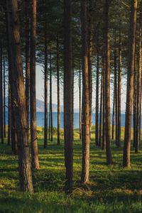 Preview wallpaper trees, forest, pines, grass, river