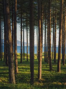 Preview wallpaper trees, forest, pines, grass, river