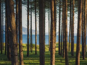 Preview wallpaper trees, forest, pines, grass, river