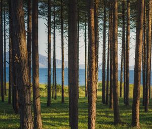 Preview wallpaper trees, forest, pines, grass, river