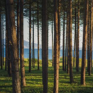 Preview wallpaper trees, forest, pines, grass, river