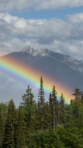 Preview wallpaper trees, forest, rainbow, mountain, landscape