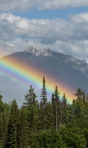 Preview wallpaper trees, forest, rainbow, mountain, landscape