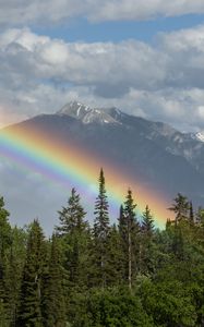 Preview wallpaper trees, forest, rainbow, mountain, landscape