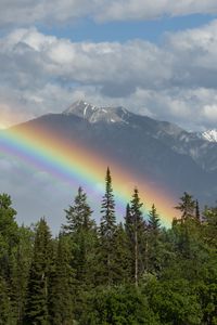 Preview wallpaper trees, forest, rainbow, mountain, landscape