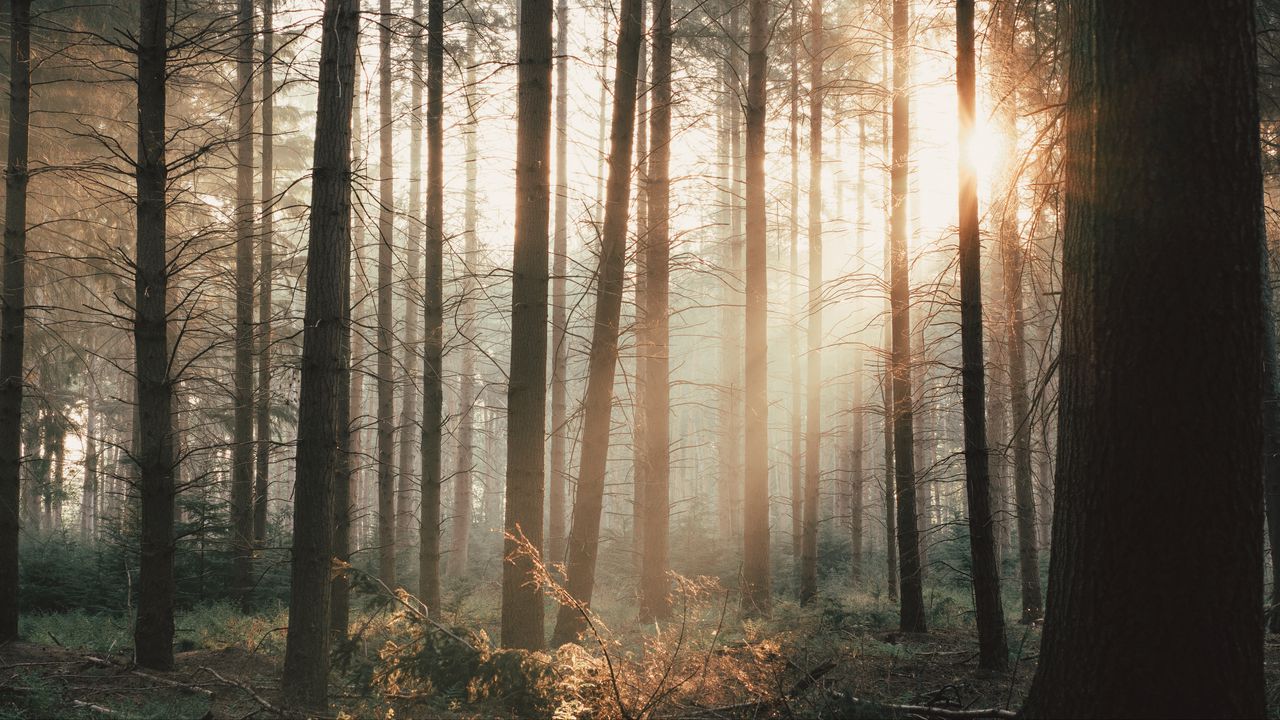 Wallpaper trees, forest, rays, bushes hd, picture, image